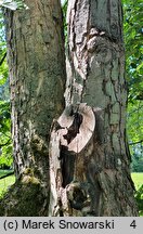 Acer cappadocicum (klon kaukaski)