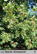 Acer cappadocicum (klon kaukaski)