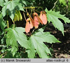 Acer cappadocicum (klon kaukaski)