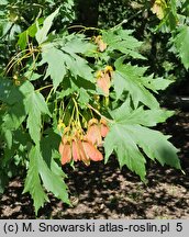 Acer cappadocicum (klon kaukaski)