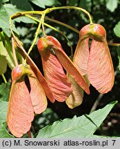 Acer cappadocicum (klon kaukaski)