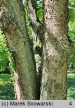 Betula alleghaniensis (brzoza żółta)