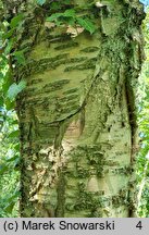 Betula alleghaniensis (brzoza żółta)