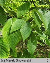 Betula alleghaniensis (brzoza żółta)