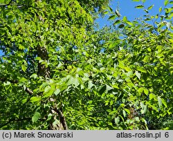 Betula alleghaniensis (brzoza żółta)