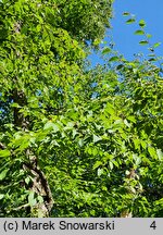 Betula alleghaniensis (brzoza żółta)