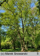 Betula alleghaniensis (brzoza żółta)