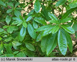 Rhododendron canadense (azalia kanadyjska)