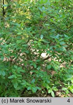 Rhododendron canadense (azalia kanadyjska)