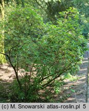 Rhododendron canadense (azalia kanadyjska)