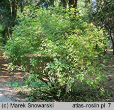 Rhododendron canadense (azalia kanadyjska)