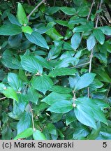 Viburnum ×burkwoodii (kalina Burkwooda)