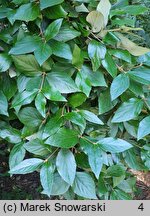 Viburnum ×burkwoodii (kalina Burkwooda)