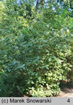 Viburnum ×carlcephalum (kalina angielska)