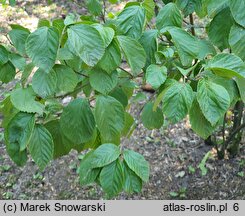 Viburnum dilatatum (kalina szorstkowłosa)