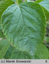 Viburnum dilatatum (kalina szorstkowłosa)