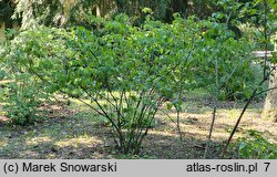 Viburnum dilatatum (kalina szorstkowłosa)