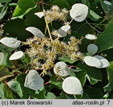 Schizophragma hydrangeoides (przywarka hortensjowata)