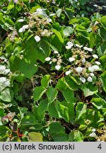 Schizophragma hydrangeoides (przywarka hortensjowata)