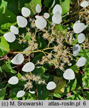 Schizophragma hydrangeoides (przywarka hortensjowata)