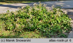 Schizophragma hydrangeoides (przywarka hortensjowata)