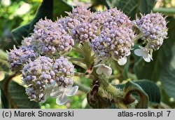 Hydrangea aspera (hortensja kosmata)