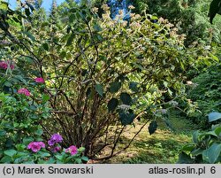 Hydrangea aspera (hortensja kosmata)