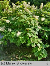 Hydrangea quercifolia (hortensja dębolistna)