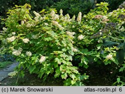 Hydrangea quercifolia (hortensja dębolistna)