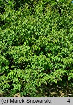 Stachyurus praecox (stachiurek wczesny)