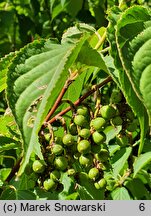 Stachyurus praecox (stachiurek wczesny)