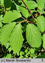 Stachyurus praecox (stachiurek wczesny)