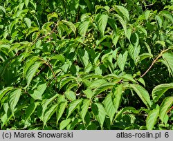 Stachyurus praecox (stachiurek wczesny)