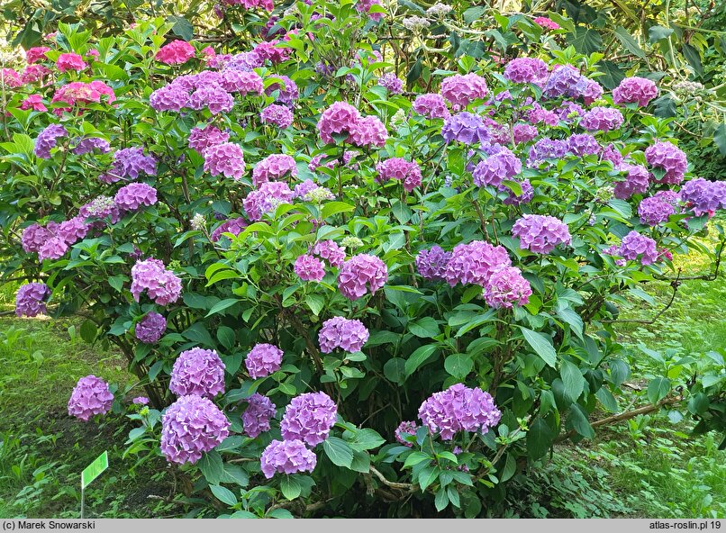 Hydrangea macrophylla Bodensee