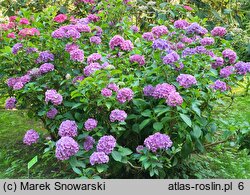 Hydrangea macrophylla Bodensee