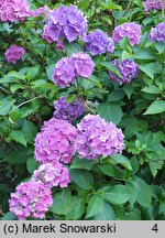 Hydrangea macrophylla Bodensee