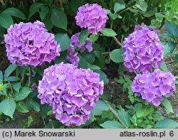 Hydrangea macrophylla Bodensee