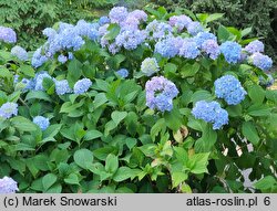 Hydrangea macrophylla Nikko Blue