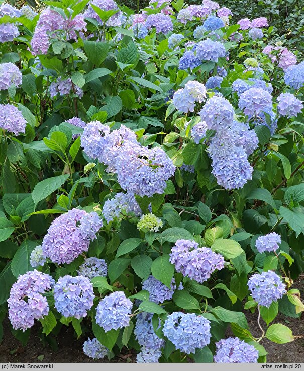 Hydrangea macrophylla Nikko Blue