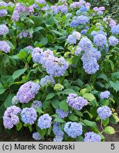 Hydrangea macrophylla Nikko Blue