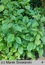 Viburnum ×bodnantense (kalina bodnanteńska)