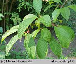 Viburnum ×bodnantense (kalina bodnanteńska)