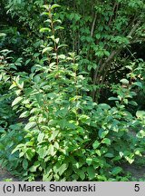 Viburnum ×bodnantense (kalina bodnanteńska)