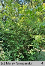 Viburnum ×bodnantense (kalina bodnanteńska)