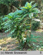 Mahonia japonica (mahonia japońska)