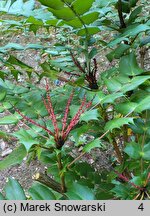 Mahonia japonica (mahonia japońska)