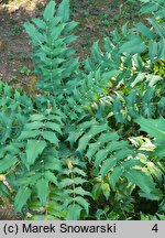 Mahonia japonica (mahonia japońska)