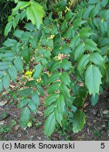 Mahonia japonica (mahonia japońska)