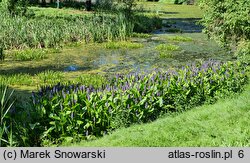 Pontederia cordata (rozpław sercowaty)