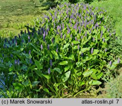 Pontederia cordata (rozpław sercowaty)